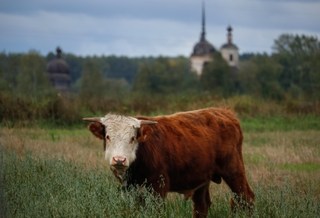 Главная
